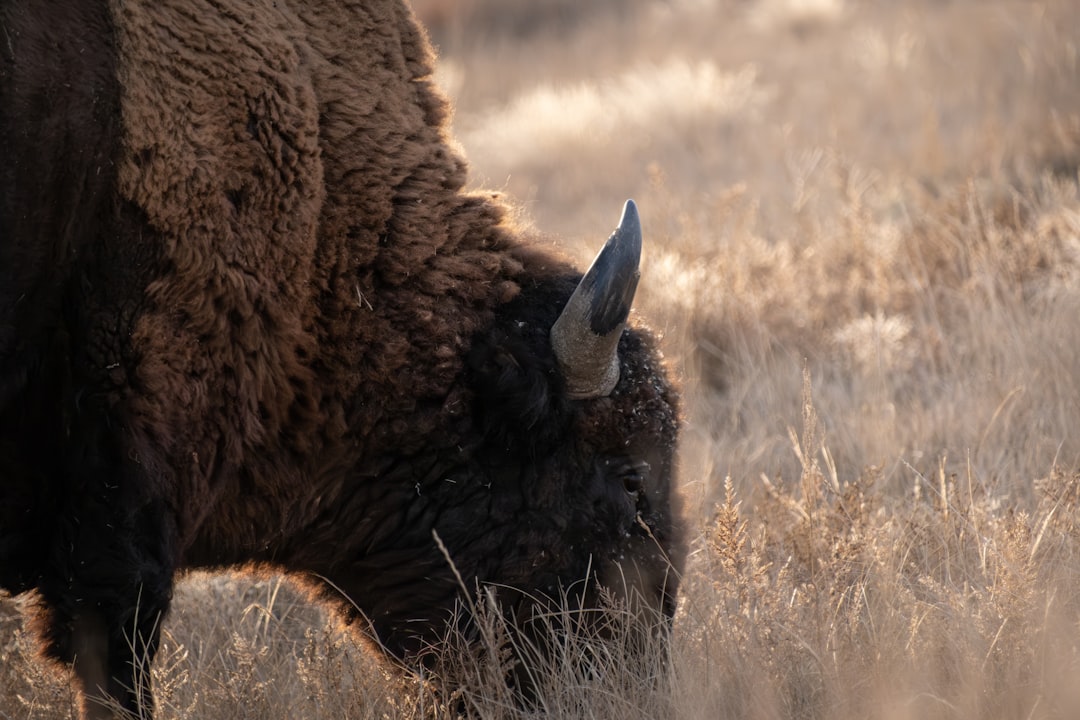 Denver Council Makes Bison Donation to Tribes a Yearly Tradition