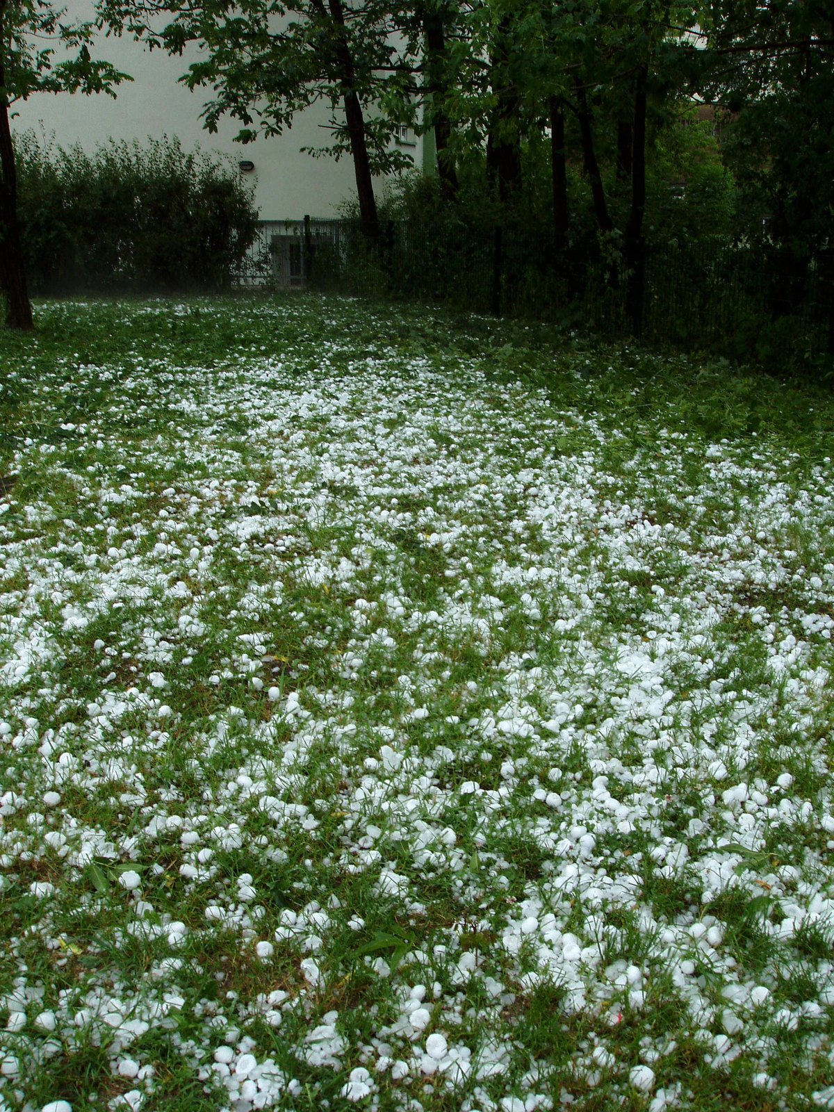 After the Hail: Denver Neighbors Pitch In on Storm Cleanup