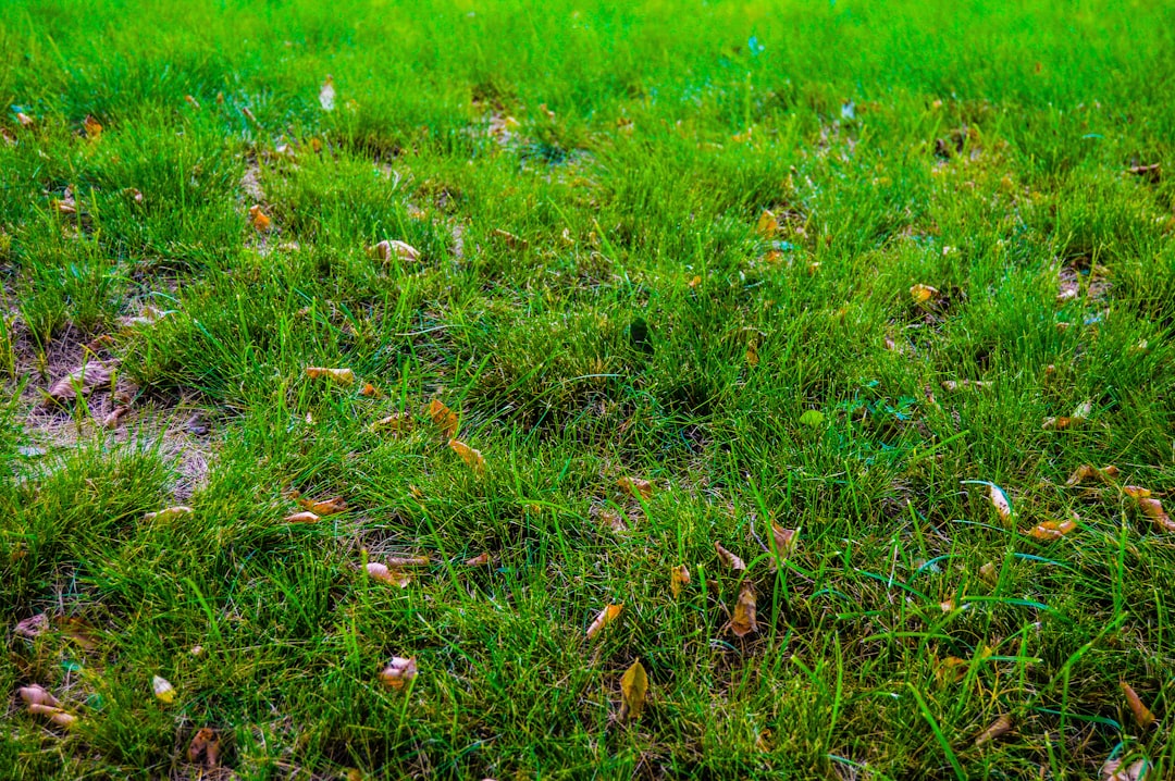 Denver Water to Ban Lawn Watering Starting in September