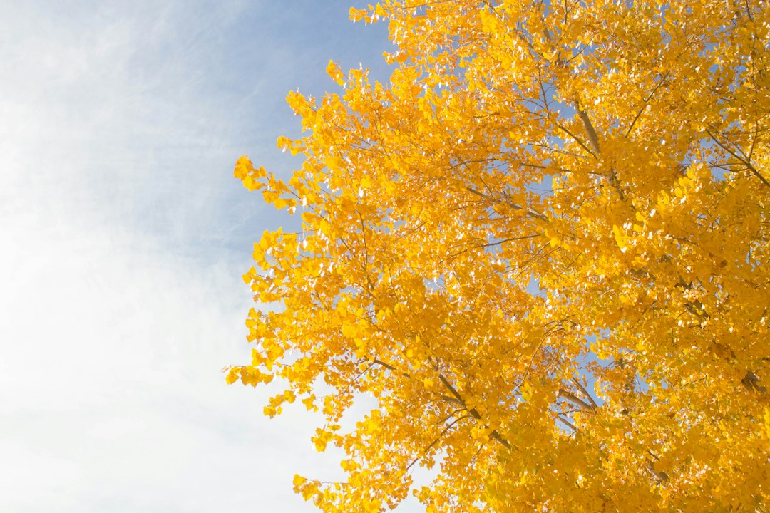 Storms Douse Denver Fall Events, Ease Drought Worries