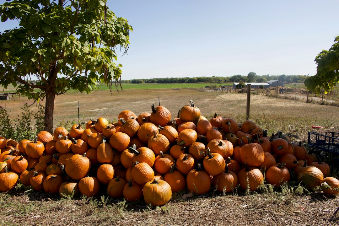 Record Heat Snarls Denver's Fall Festival Season This Week