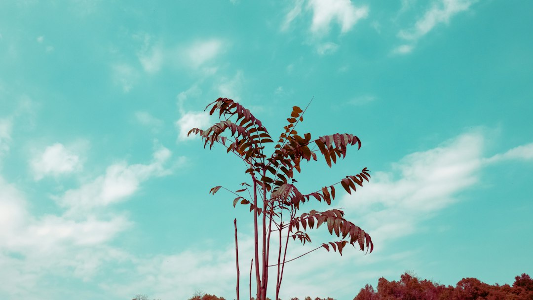 Denver Volunteers Wage War on Invasive 'Tree of Heaven'